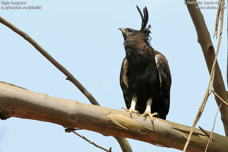 Long-crested Eagleadult, identification, habitat, Behaviour