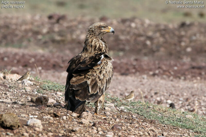 Tawny Eagleimmature, identification, habitat, Behaviour