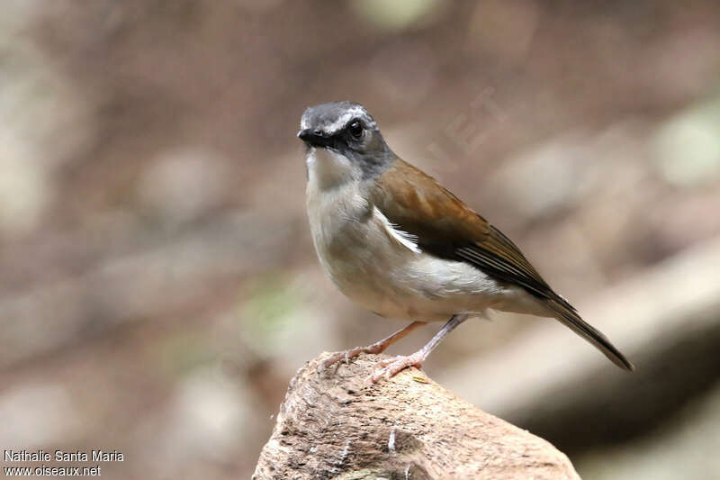 Brown-chested Aletheadult, identification