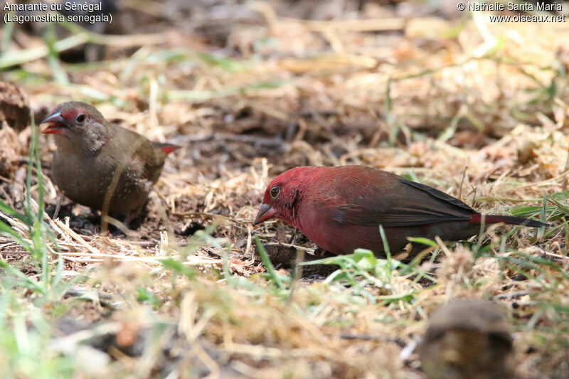 Red-billed Firefinchadult, habitat, walking, eats