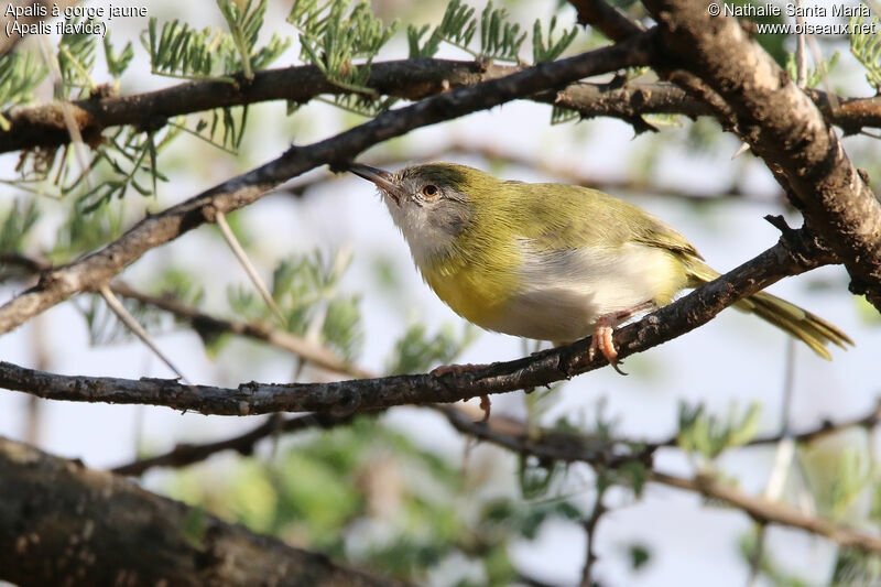 Yellow-breasted Apalisadult, identification, habitat, Behaviour