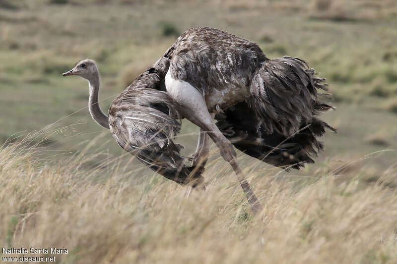 Common Ostrich female adult breeding, identification, walking, Behaviour