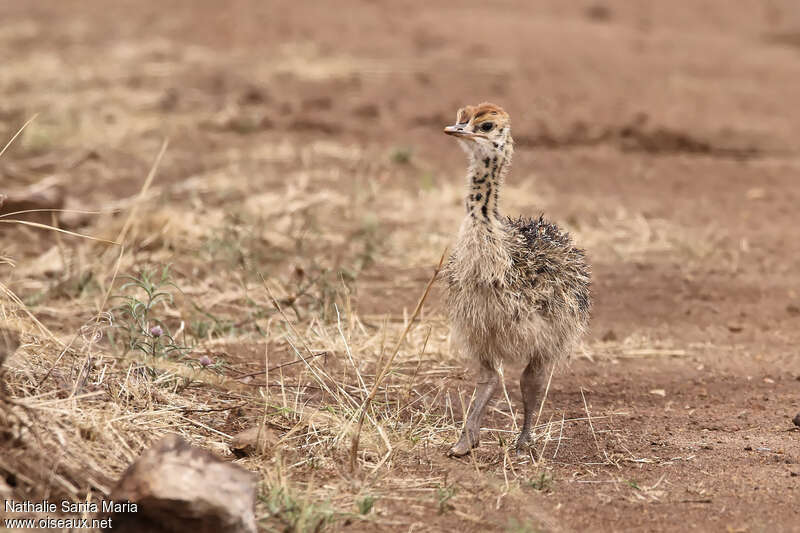 Common OstrichPoussin, identification, walking