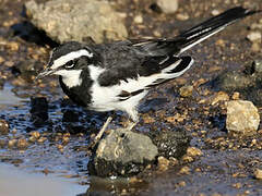African Pied Wagtail
