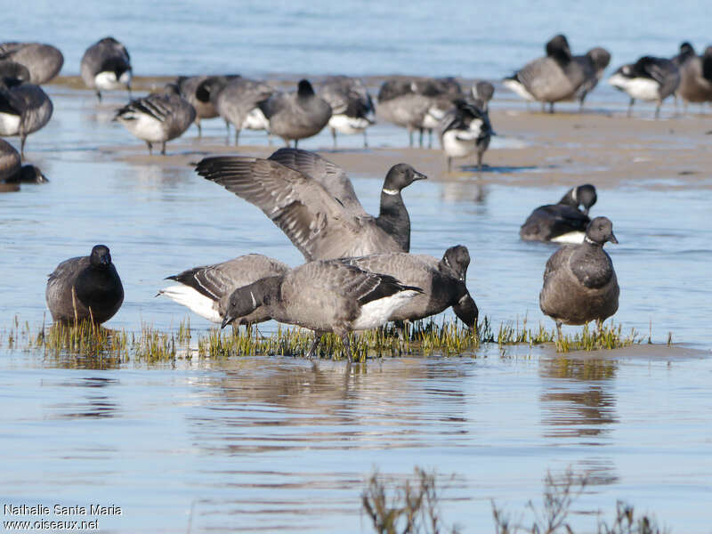 Brant Goose, habitat, walking, fishing/hunting, eats, Behaviour