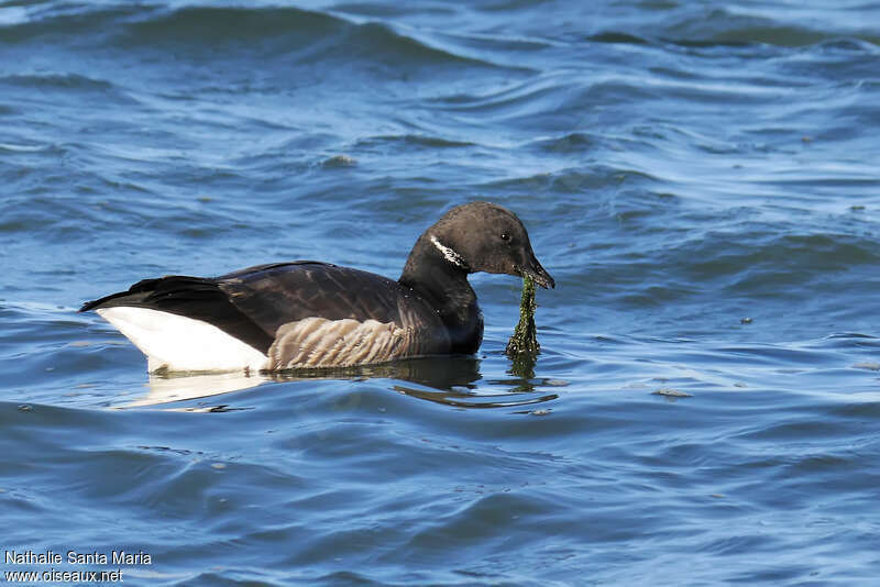 Brant Goose, identification, swimming, feeding habits, eats