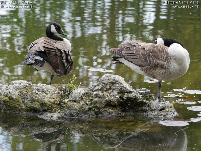 Canada Gooseadult, care, Reproduction-nesting