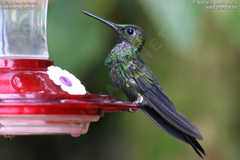 Green-crowned Brilliant male immature, identification, moulting, feeding habits
