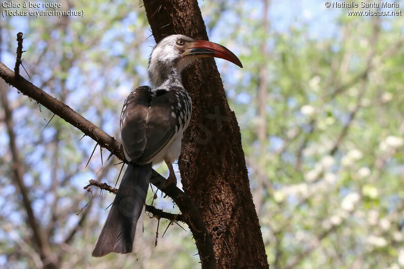 Northern Red-billed Hornbill male adult, identification, habitat