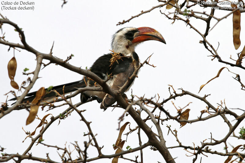 Von der Decken's Hornbill male adult, identification