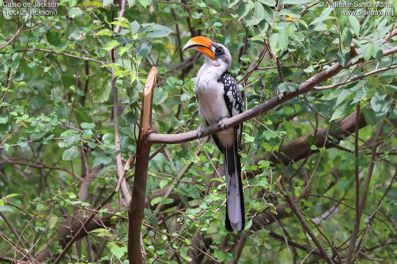 Jackson's Hornbill male adult, identification, habitat