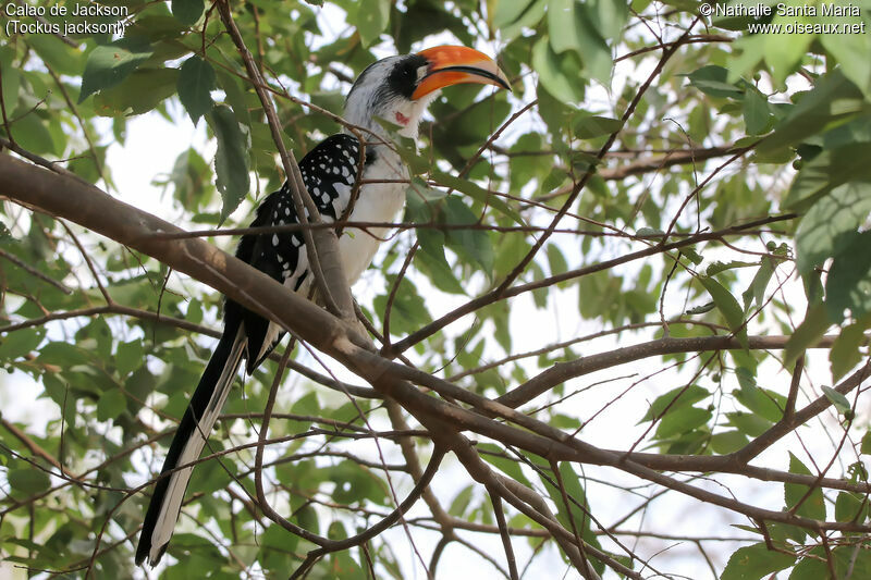 Jackson's Hornbill male adult, identification, habitat