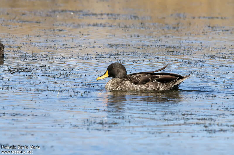 Yellow-billed Duck male adult breeding, pigmentation, swimming