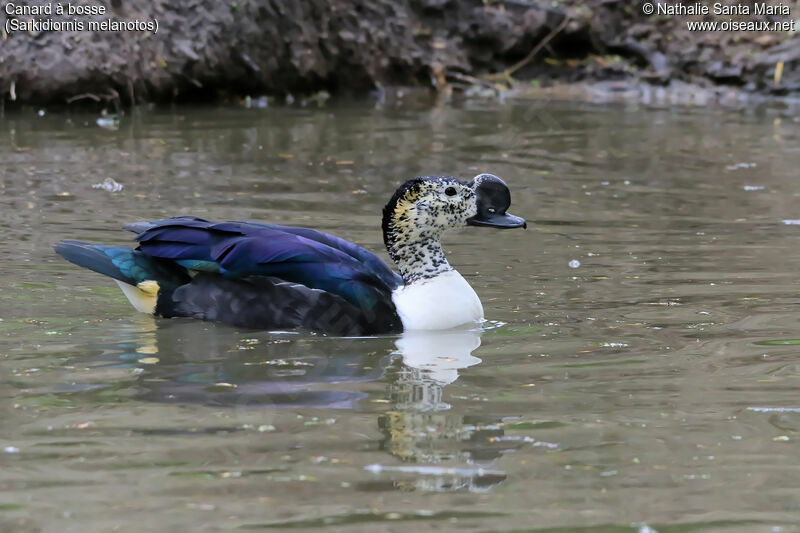 Knob-billed Duck male adult, identification, habitat, swimming