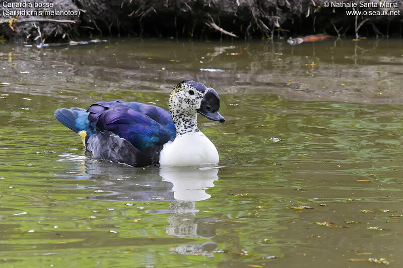 Knob-billed Duck male adult, identification, habitat, swimming