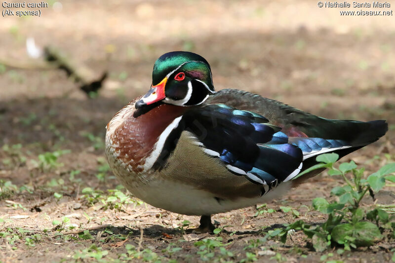 Wood Duck male adult breeding, identification, Behaviour