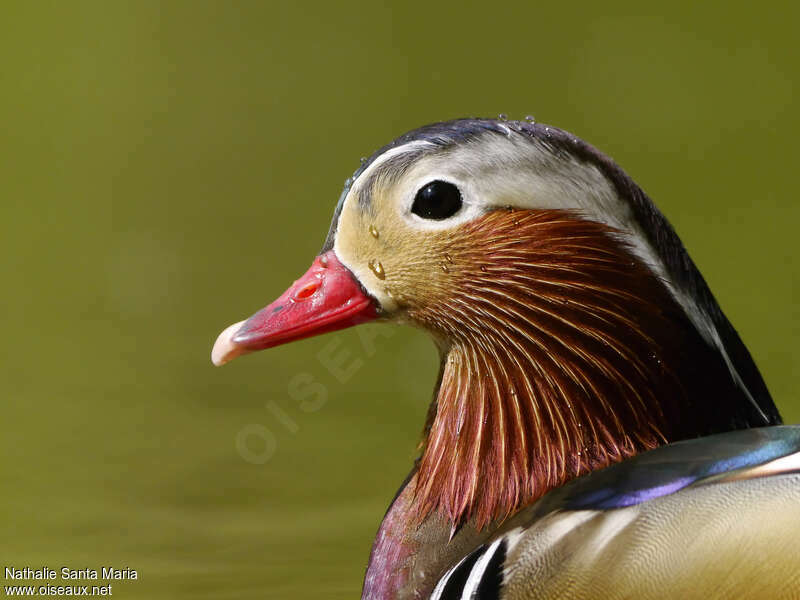 Mandarin Duck male adult breeding, close-up portrait, swimming