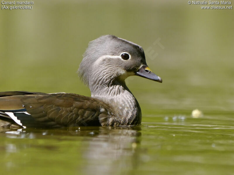 Mandarin Duck female adult breeding, identification, close-up portrait, swimming