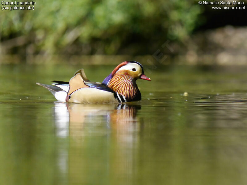 Mandarin Duck male adult breeding, identification, swimming