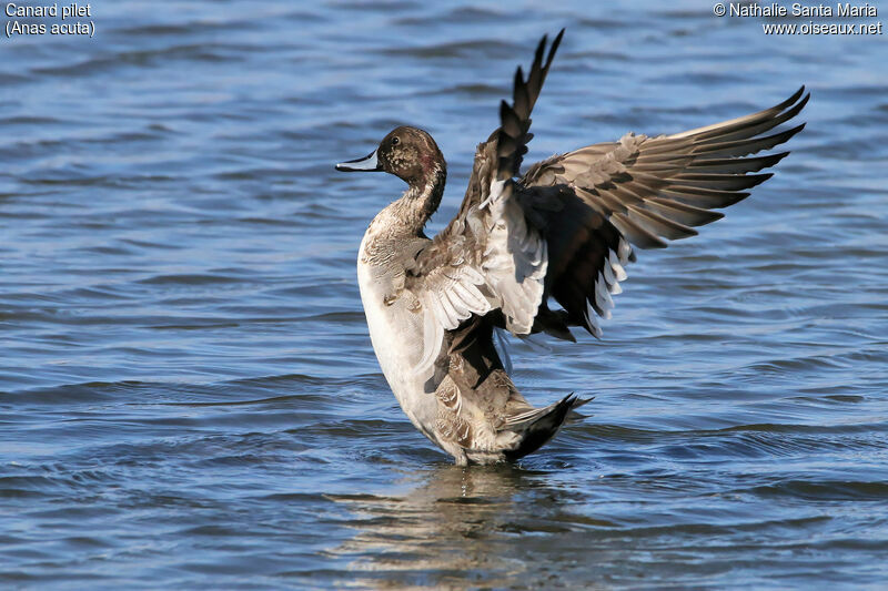 Northern Pintail male adult transition, identification, habitat, care