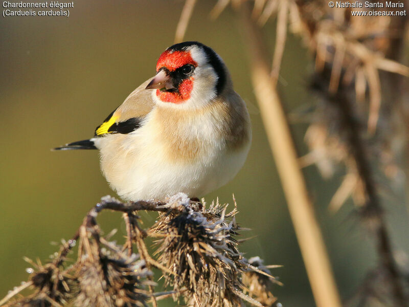European Goldfinch male adult, identification, Behaviour