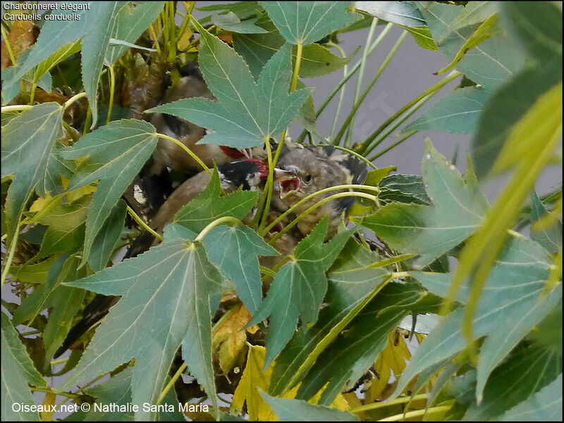 European Goldfinchjuvenile, feeding habits, Reproduction-nesting, Behaviour