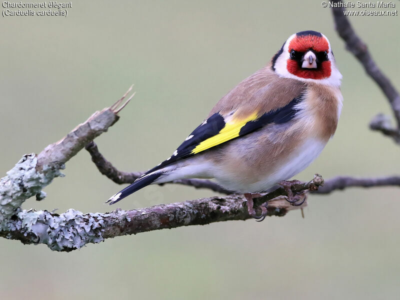 European Goldfinch male adult breeding, identification, Behaviour