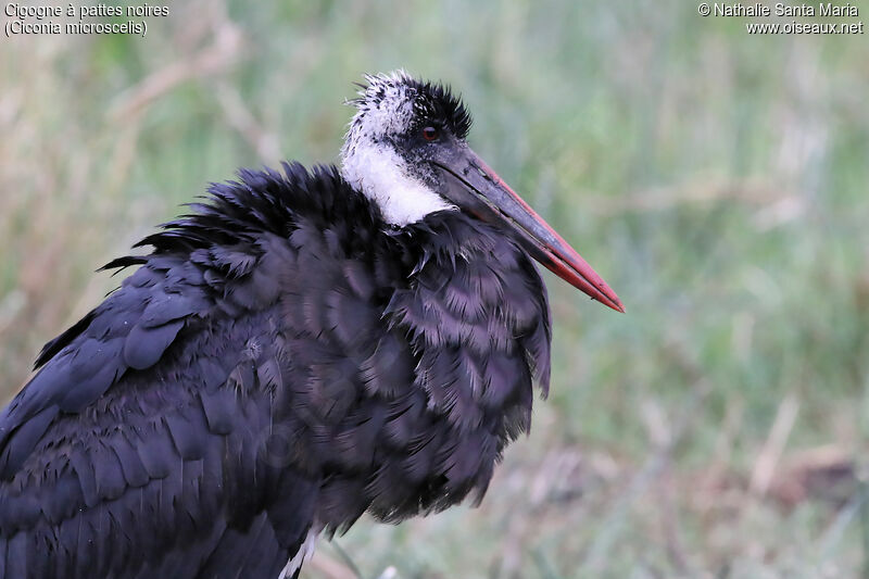 African Woolly-necked Storkadult, close-up portrait