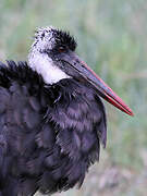 African Woolly-necked Stork