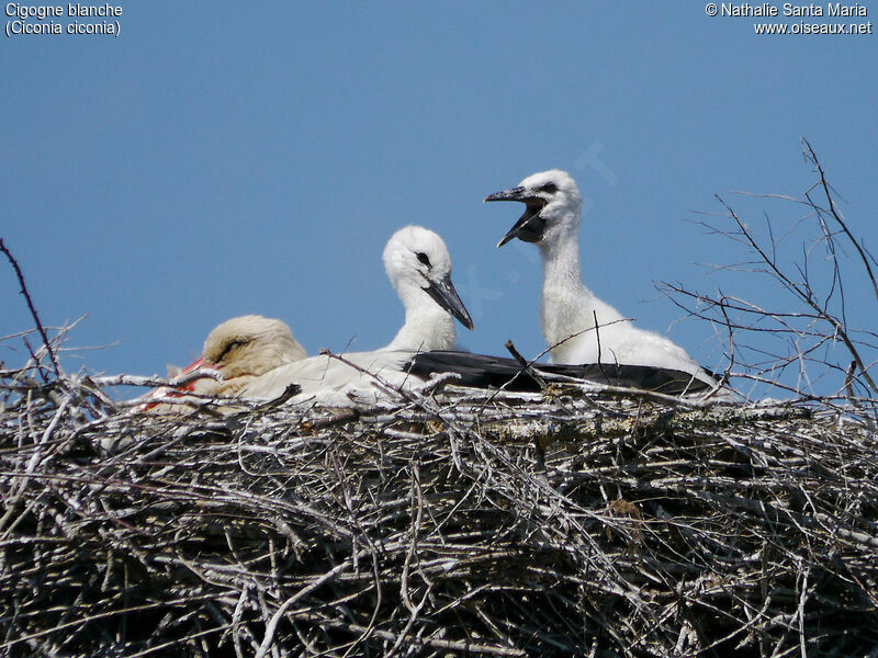 White Stork, identification, habitat, Reproduction-nesting, Behaviour