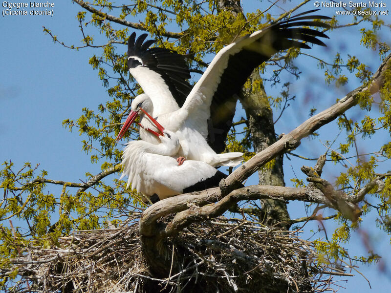 White Storkadult breeding, mating., Reproduction-nesting, Behaviour