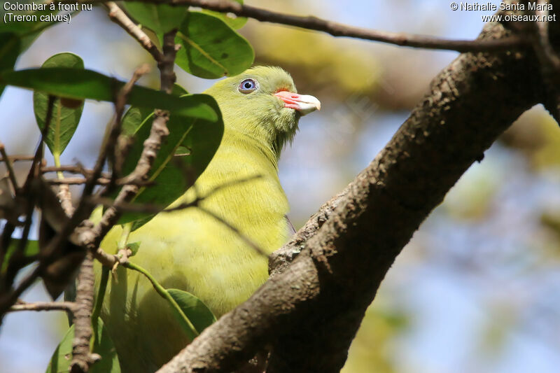 African Green Pigeonadult, identification, close-up portrait