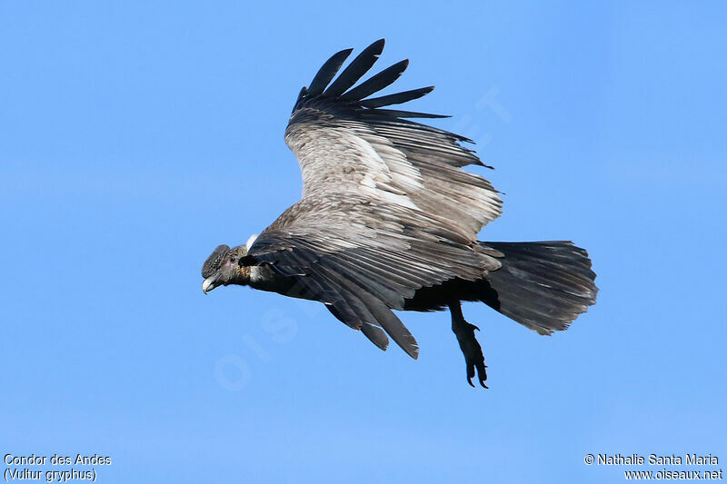 Condor des Andesimmature, Vol