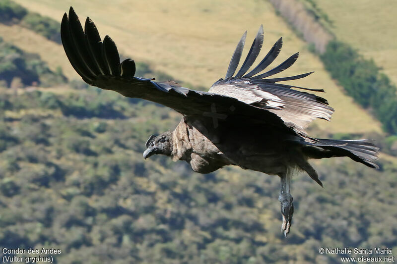 Andean Condorimmature, Flight