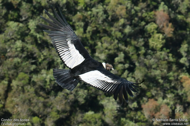 Condor des Andesadulte, Vol