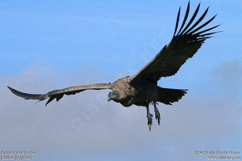 Condor des Andesjuvénile, Vol