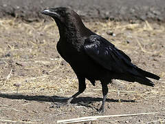 Somali Crow
