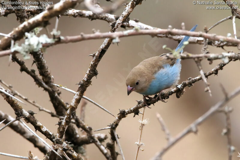 Red-cheeked Cordon-bleu female adult, identification, habitat