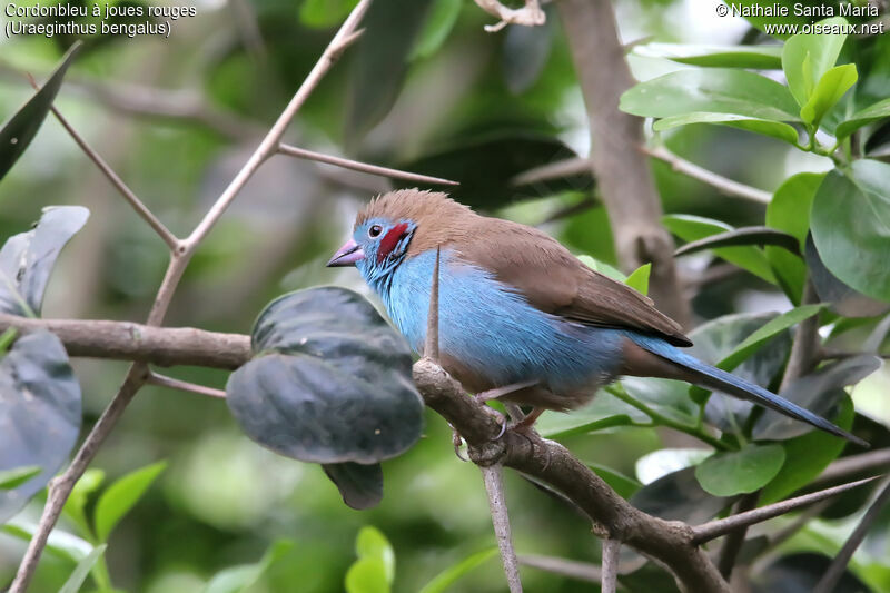 Red-cheeked Cordon-bleu male adult, identification, habitat