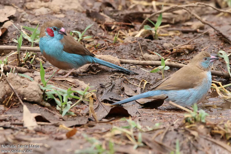 Red-cheeked Cordon-bleu male adult, habitat
