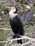 White-breasted Cormorant