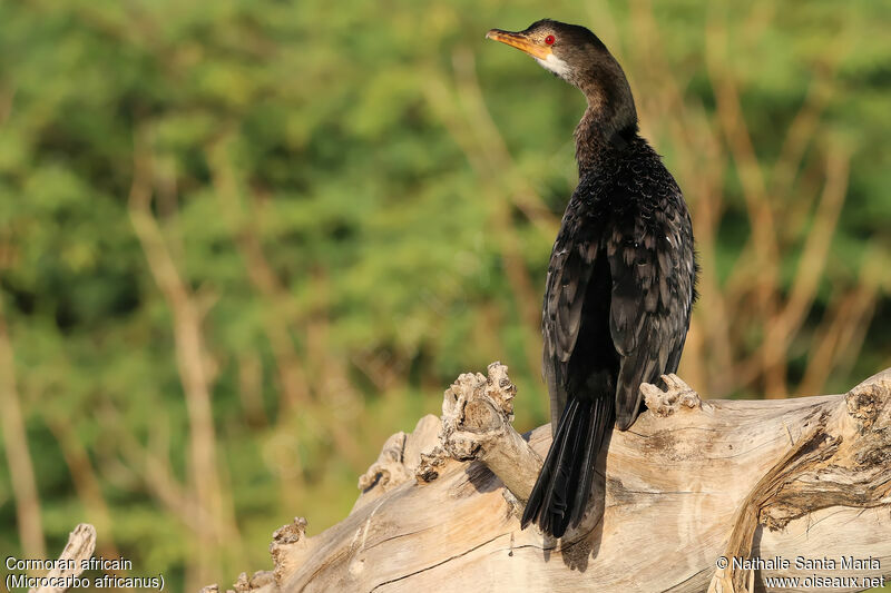 Cormoran africainadulte, identification, habitat