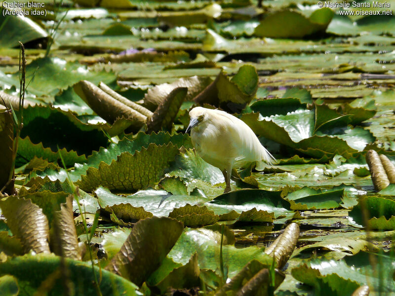 Malagasy Pond Heronadult breeding, habitat, walking