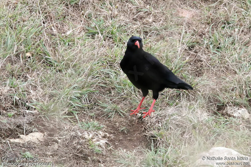 Red-billed Choughadult, identification