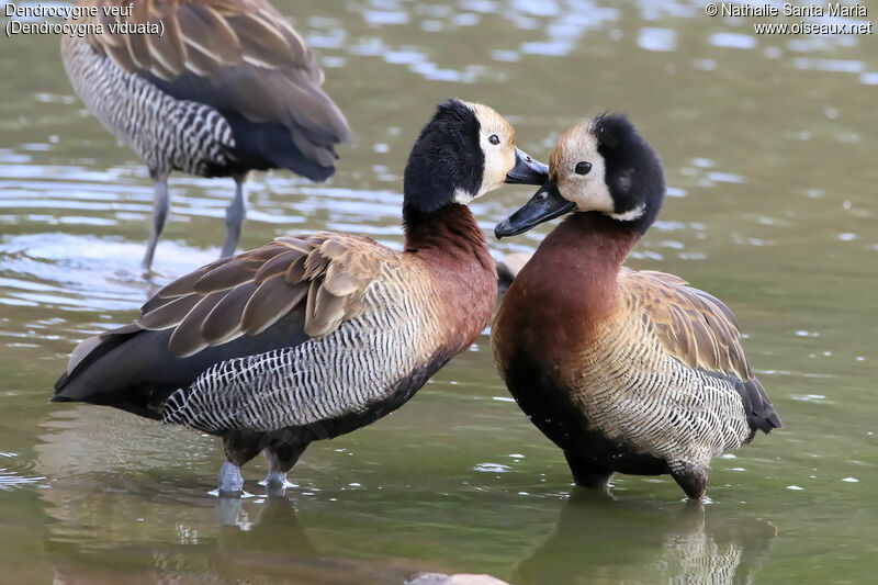White-faced Whistling Duckadult, care