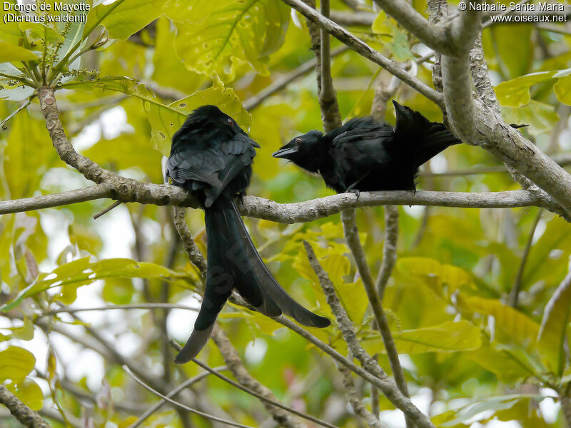 Mayotte Drongoadult, habitat, courting display, Reproduction-nesting, Behaviour