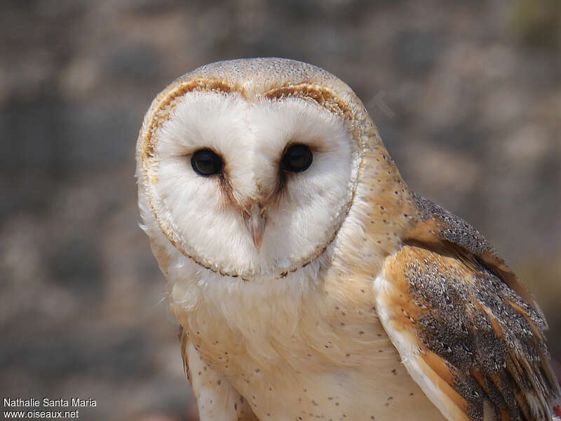 Western Barn Owl, close-up portrait, aspect