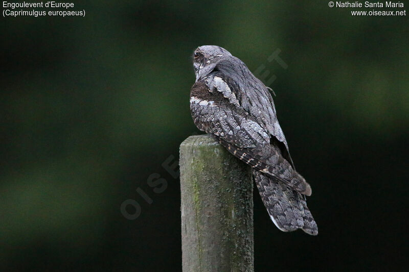 European Nightjar male adult, identification, fishing/hunting, Behaviour
