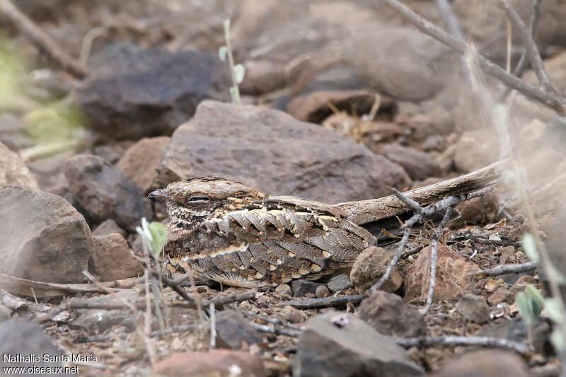 Slender-tailed Nightjaradult, habitat, camouflage, pigmentation