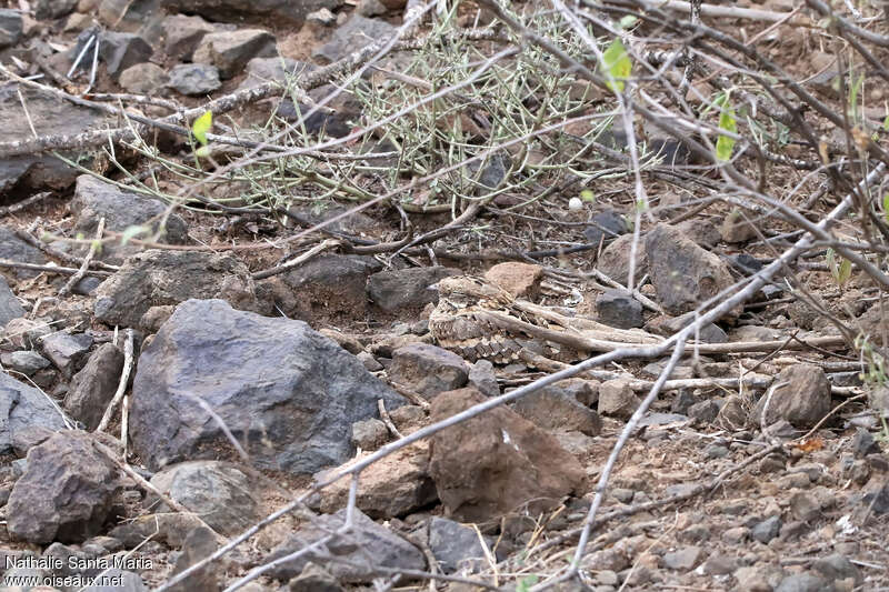 Slender-tailed Nightjaradult, habitat, camouflage